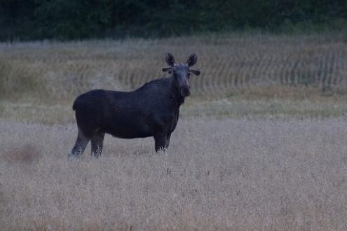 Älg Älg fotograferad i Kårtorp.