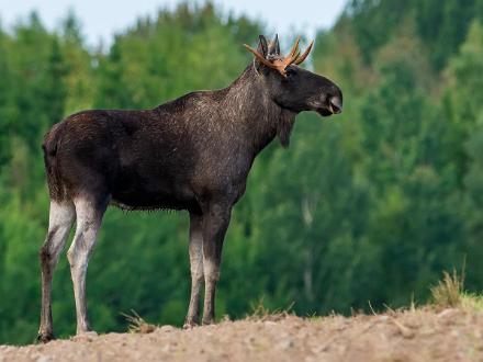 Älg Älg Kimstadvägen Kimstad