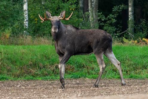 Älg Älg Limstafvägen Kimstad