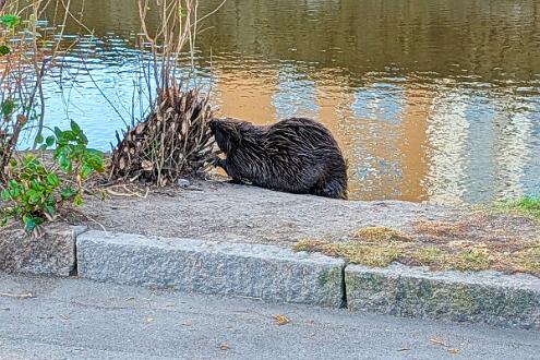 Bäver Fotograferad på Strömsholmen Norrköping.