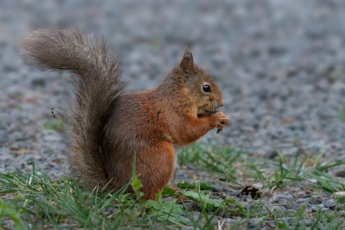 Ekorre Ekorre äter frön från kottar i Vrinneviskogen Norrköping.
