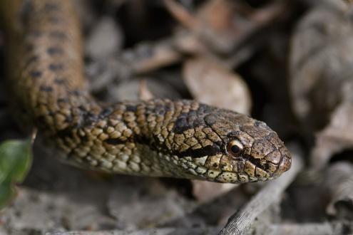 Hasselsnok Hasselsnok fotograferad vid Ramunderberget Söderköping
