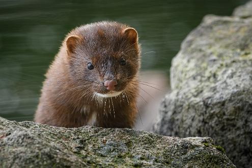 Mink Grensholmsbron Norrköping