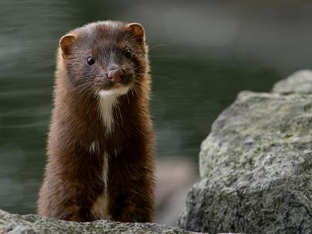 Mink Mink Grensholmsbron Norrköping