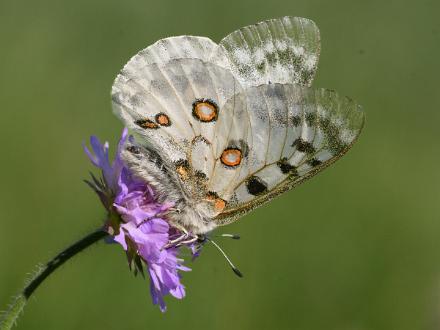 Apollofjäril Fotograferad i Åsvikelandets Naturreservat.