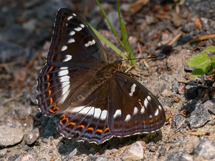 Aspfjäril Fotograferad i Åsvikelandets Naturreservat.