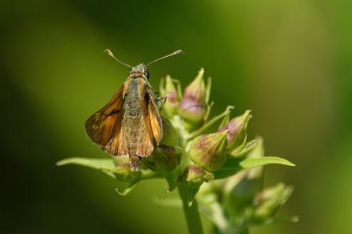 Ängssmygare Fotograferad i Ärnestad