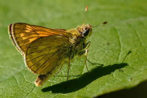 Ängssmygare Fotograferad i Åsvikelandets Naturreservat.