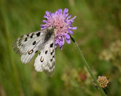 Apollofjäril Fotograferad i Åsvikelandets Naturreservat.