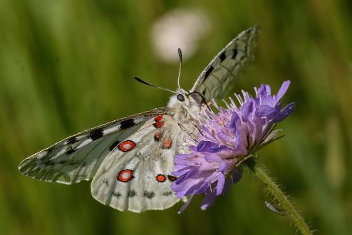Apollofjäril Fotograferad i Åsvikelandets Naturreservat.