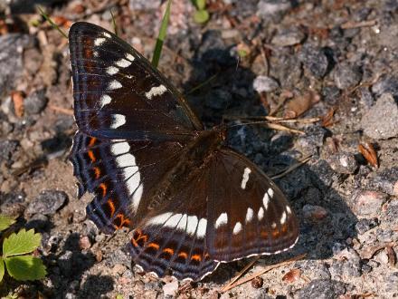 Aspfjäril Fotograferad i Åsvikelandets Naturreservat.