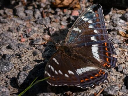 Aspfjäril Fotograferad i Åsvikelandets Naturreservat.