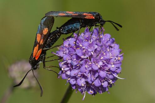 Bredbrämad Bastardsvärmare Parande bredbrämad Bastardsvärmare fotograferad vid Nybygget.