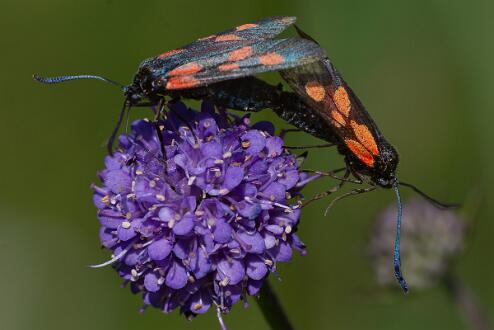 Bredbrämad Bastardsvärmare Parande bredbrämad Bastardsvärmare fotograferad vid Nybygget.