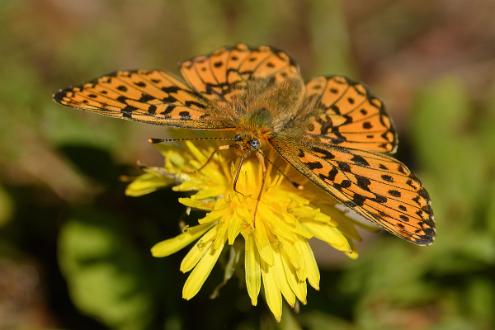 Brunfläckig Pärlemorfjäril Fotograferad i Sörjön