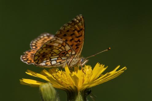 Brunfläckig Pärlemorfjäril Fotograferad i Sörjön