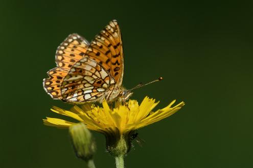 Brunfläckig Pärlemorfjäril Fotograferad i Nybygget Sörsjön