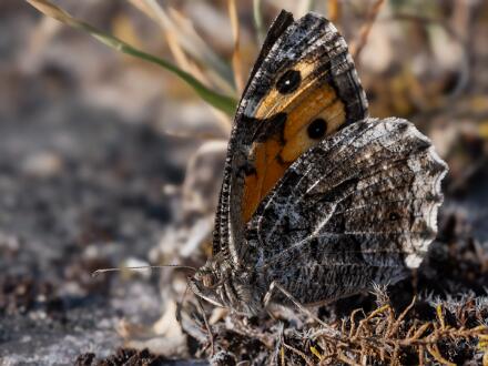 Sandgräsfjäril Fotograferad i Ribbeholms Naturreservat.