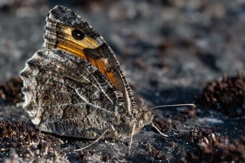Sandgräsfjäril Fotograferad i Ribbeholms Naturreservat.