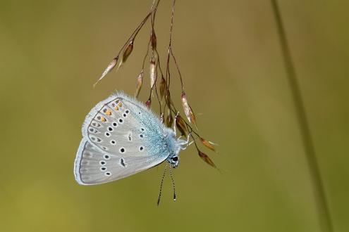 Silverblåvinge Fotograferad i Nybygget Sörsjön