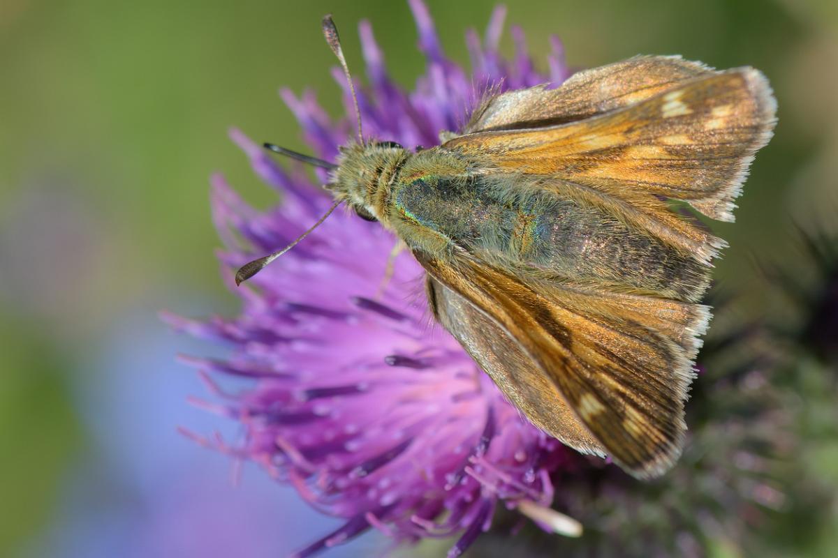 Silversmygare Fotograferad i Ärnestad