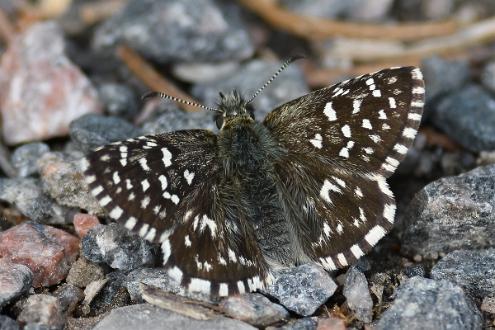 Smultronvisslare Fotograferad vid Ramunderberget Söderköping