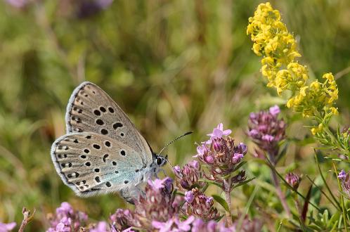 Svartfläckig Blåvinge Svartfläckig Blåvinge Drösstorpsmossen, Öland