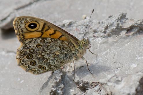 Svingelgräsfjäril Fotograferad i Ärnestad