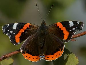 Amiralfjäril - Vanessa atalanta Amiral fjäril fotograferade i Sverige.