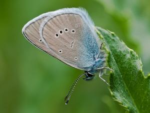 Ängsblåvinge - Cyaniris semiargus Bilder på ängsblåvinge