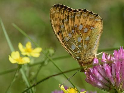Ängspärlemorfjäril - Argynnis aglaja Bilder på ängspärlemorfjäril