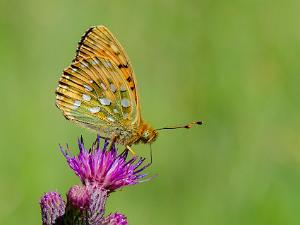 Ängspärlemorfjäril - Argynnis aglaja Bilder på ängspärlemorfjäril