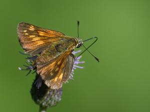 Ängssmygare - Ochlodes sylvanus Bilder på ängssmygare