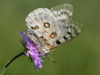 Apollofjäril - Parnassius apollo Bilder på apollofjäril.
