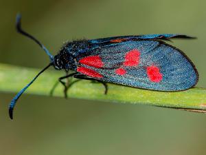 Bredbrämad Bastardsvärmare - Zygaena lonicerae Bilder på bredbramad bastardsvärmare är en fjäril i familjen bastardsvärmare.