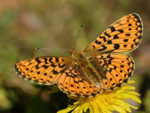 Brunfläckig Pärlemorfjäril - Boloria selene Brunfläckig pärlemorfjäril fotograferad i Sverige.