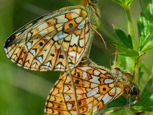 Brunfläckig Pärlemorfjäril - Boloria selene Bilder på brunfläckig pärlemorfjäril