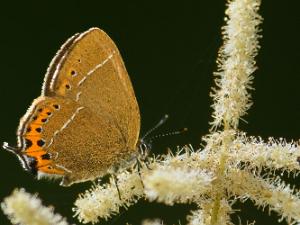 Busksnabbvinge - Satyrium pruni Bilder på busksnabbvinge är en fjärilsart i familjen juvelvingar.