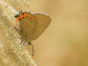 Busksnabbvinge - Satyrium pruni Busksnabbvinge fotograferad i Sverige.
