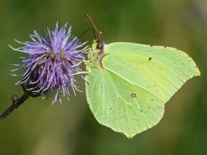 Citronfjäril - Gonepteryx rhamni Bilder på citronfjäril är en art i familjen vitfjärilar.