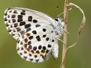 Fetörtsblåvinge - Scolitantides orion Fetörtsblåvinge är en liten och ovanlig dagfjäril som tillhör familjen blåvingar (Lycaenidae). Den är lätt att känna...