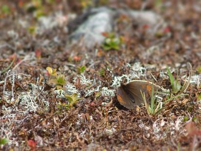 Fjällgräsfjäril - Erebia pandrose Bilder på fjällgräsfjäril ingår i släktet Erebia, och familjen praktfjärilar.
