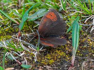 Fjällgräsfjäril - Erebia pandrose Bilder på fjällgräsfjärilingår i släktet Erebia, och familjen praktfjärilar.