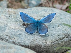 Fjällvickerblåvinge - Plebejus orbitulus Bilder på fjällvickeblåvinge tillhör familjen juvelvingar.