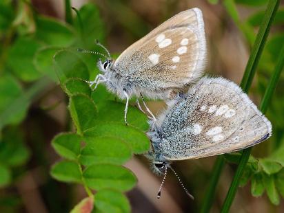 Fjällvickerblåvinge - Plebejus orbitulus Fjällvickerblåvingen fotograferad i Härjedalen.