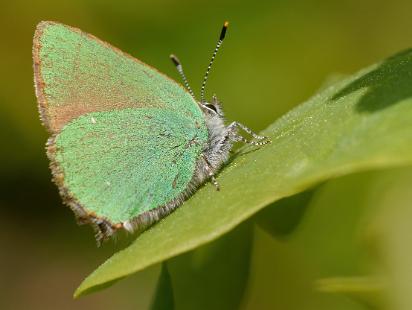 Grönsnabbvinge - Callophrys rubi Grönsnabbvinge, Callophrys rubi, är en fjärilsart i familjen juvelvingar.