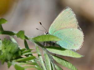 Grönsnabbvinge - Callophrys rubi Bilder på Grönsnabbvinge, Callophrys rubi, är en fjärilsart i familjen juvelvingar.