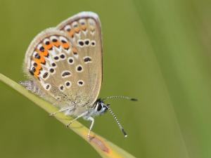 Hedblåvinge - Plebejus idas Bilder på hedblåvinge, är en fjärilsart i familjen juvelvingar.