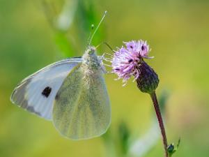 Kålfjäril - Pieris brassicae Bilder på kålfjäril, är en art i insektsordningen fjärilar som hör till familjen vitfjärilar.