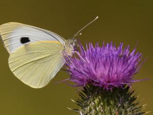 Kålfjäril - Pieris brassicae Bilder på kålfjäril, är en art i insektsordningen fjärilar som hör till familjen vitfjärilar.
